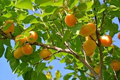 6 MOONGOLD APRICOT Scion Cuttings (Prunus armeniaca) Unrooted, Heirloom, Sweet Apricot Tree for Grafting or Rooting
