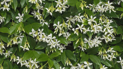 White Star Jasmine Cuttings - 6 Live Cuttings, Trachelospermum jasminoides, Fragrant Vine