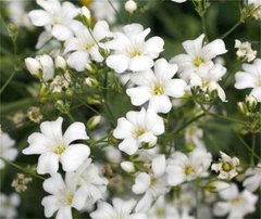 1,000 Baby’s Breath Seeds | Gypsophila elegans | Non-GMO Annual Flowers for Bouquets, Borders & Pollinator Gardens
