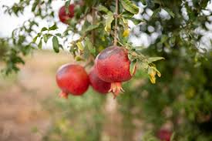 4 Wonderful Pomegranate Unrooted Cuttings 6-8" from Mature Plant, Punica Granatum, Fruit Tree Cuttings, Perfect for Rooting & Propagation