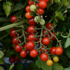 Alaska Grown Cherry Tomato Seeds - 25 Count - Indeterminate Variety - Cold Tolerant - Open Pollinated
