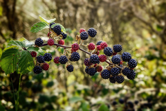 10 Organic Unrooted Thornless Blackberry Cuttings 5"-8" - Rubus fruticosus, Easy to Grow, Sweet Berries Plant, Home Garden, Fruit Cutting