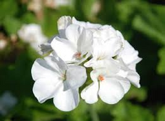 1 Well Rooted Geranium ‘Patriot White’ Live Plant Bright Crystal White Zonal Geranium (Pelargonium) Hardy Flowering Plant for Garden & Pots