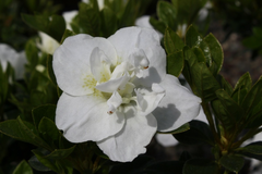 Hardy Gardenia Azalea Rhododendron - Deciduous Starter Plant with Double White Blooms