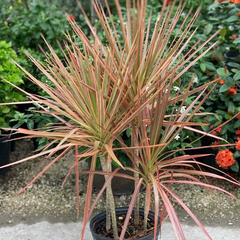 Dracaena Marginata 7 Cuttings 6-8" Madagascar Dragon Tree Houseplant Air Purifying