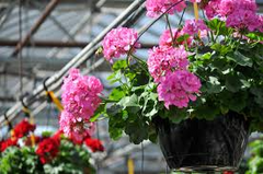 12 Hardy Fragrant Pink Flower Geranium Unrooted Cuttings - Ideal for Propagation, Container Plants, Garden Borders, and Pollinator-Friendly