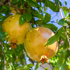 10 Rare Organic White Pomegranate Cuttings β Unrooted β Punica granatum β Easy Propagation β Unique Fruit Plant Starter