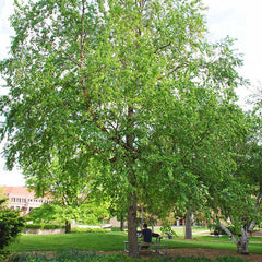 River Birch Live Tree 12–18” Tall - Bareroot Betula nigra - Hardy Deciduous Tree for Zones 4–9 - Ornamental Shade Tree