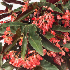 1 Angel Wing Begonia ‘Torch Red’ – Live Rooted Starter House Plant, Easy Care Indoor Plant, Bright Red Flowers, Tropical Decor