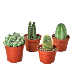 4 Cacti Variety Pack - 4.0" Pot