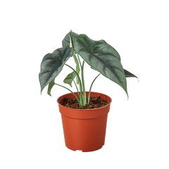 Alocasia Amazonica Reversa | Unique Arrowhead Plant | Moderate Care | House Plant Shop