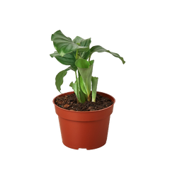 Calathea 'Orbifolia'
