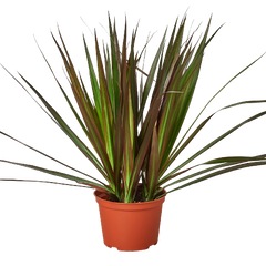 Dracaena 'Marginata Magenta'