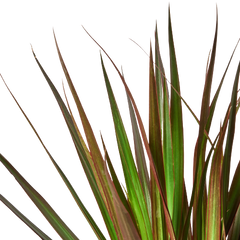 Dracaena 'Marginata Magenta'