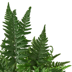 'Korean Rock' Fern