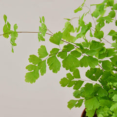 Maidenhair Fern