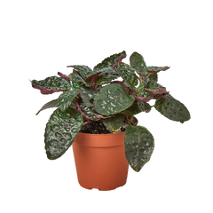 Hemigraphis 'Purple Waffle'