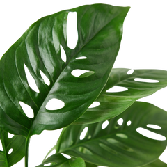 Monstera Adansonii Swiss Cheese | Easy Care Vining Plant | House Plant Shop