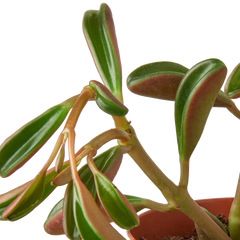 Peperomia 'Ruby Glow'