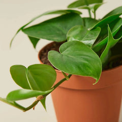 Philodendron Cordatum Heartleaf | Easy Care Climbing Houseplant | House Plant Shop