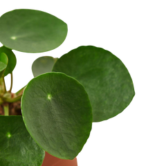 Pilea Peperomioides Chinese Money Plant | Easy Care Coin-Shaped Leaves | House Plant Shop