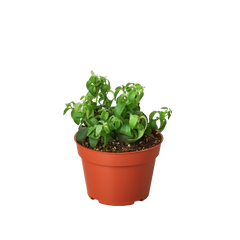 1 Succulent Monthly Subscription Box