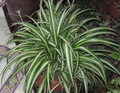 10 Spider Plant Cuttings | Variegated Chlorophytum comosum | Live Unrooted Succulent Plants | Easy to Root | Air-Purifying Houseplant