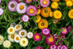 Tom Thumb Mix Strawflower Seeds | Dwarf Everlasting Blooms | Red, Yellow, Pink, White | Cut & Dried Flowers |