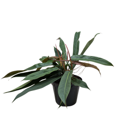 Philodendron Bicolor | Rare Climbing Plant with Velvety Two-Tone Leaves | House Plant Shop
