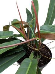 Philodendron Bicolor | Rare Climbing Plant with Velvety Two-Tone Leaves | House Plant Shop