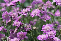 Pink Mist Scabiosa 75 Seeds Annual Flower - Scabiosa columbaria - Beautiful Pink Flowers for Garden
