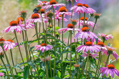 Purple Coneflower Seeds | Non-GMO | Echinacea purpurea | Flowering Garden Plant Seeds | Free Shipping