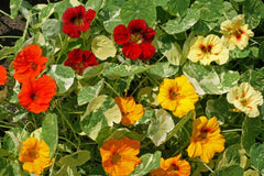 Nasturtium Seeds - Alaska Mix - Edible Flowers & Leaves - Heirloom Non-GMO - Tropaeolum majus