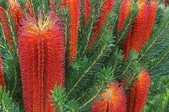 Banksia Ericifolia Seeds - 10 Lantern Fireworks "Little Eric" - Rare Australian Flowering Tree Seeds