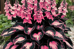 Perennial Hosta Flower Seeds - 200+ Seeds for Planting Outdoors - Hosta spp. Garden Beauties