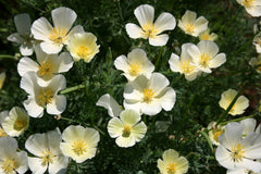 White Linen California Poppy Seeds, Eschscholzia californica, 10-15 Inches Tall, White Blooms, Drought Tolerant, USDA Zones 3-10, Non-GMO