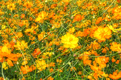 Bright Lights Cosmos Seeds | Non-GMO Annual Flower Seeds | Colorful Garden Variety | Cosmos bipinnatus