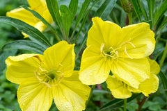 Missouri Yellow Primrose Seeds, 8-12 Inches Tall, Cheerful Yellow Blooms, Drought Tolerant, USDA Zones 4-9, Non-GMO