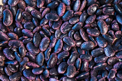 Runner Bean Seeds | Flat Bean Variety | Scarlet Runner | Phaseolus coccineus