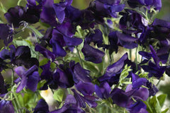 Royal Navy Blue Sweet Pea Seeds | Fragrant Purple/Blue Blooms | Attracts Pollinators | Non-GMO |