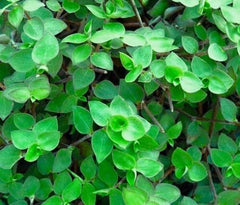 20 Unrooted Cuttings Dwarf Wandering Jew | Callisia repens Tradescantia minima | Mini Trailing Plant | Terrarium or Hanging Basket