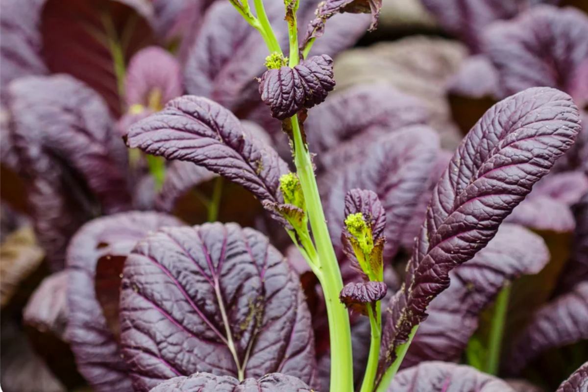 Mixed Greens Seeds | Mesclun Mix | Arugula, Kale, Mizuna, Purple Osaka Mustard, Tatsoi | Brassica oleracea & others
