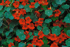 Empress Of India Nasturtium Seeds | Crimson Blooms | Edible Flowers | Non-GMO |  | Compact & Fragrant