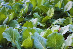 Gai Lan Seeds, Huge Stem Chinese Broccoli Seeds, Big Stem Kai Lan, Brassica oleracea var. alboglabra