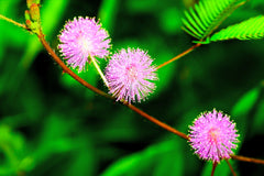 Sensitive Plant Seeds | Touch Me Not | Mimosa Pudica | Nastic Plant Movement Seeds for Gardening