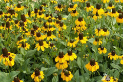 Clasping Coneflower Seeds | Rudbeckia Amplexicaulis | Drought Tolerant | Attracts Pollinators | Non-GMO |