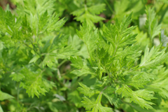 Mugwort Seeds | Perennial Herb | Medicinal Culinary Variety | Artemisia vulgaris