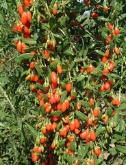 Live Goji Berry Plant – Lycium barbarum in 6” Pot, Mature Starter, Superfruit Bush, Fast Growing, Cold Hardy, Edible Berries
