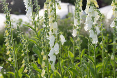 Alba Foxglove Seeds | Non-GMO | Pure White Blooms | Tall Elegant Spikes |