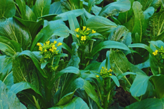 Yu Choy Sum Seeds | Non-GMO Choi Sum, Chinese Flowering Cabbage | Organic Vegetable Seeds for Gardening